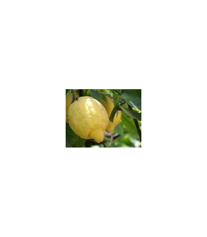 limon-ecologico-500g