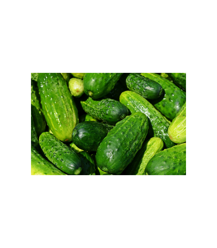 pepino-frances-ecologico-250g
