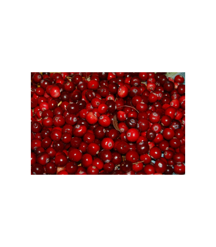 arandanos-rojos-bio-100g-bioartesa
