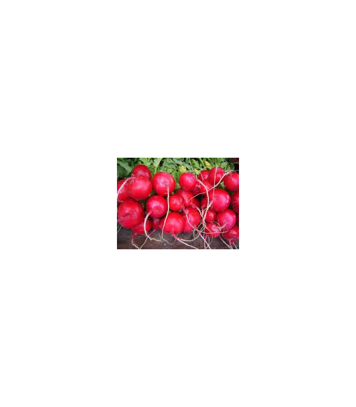 rabanito-ecologico-bolsa-150g