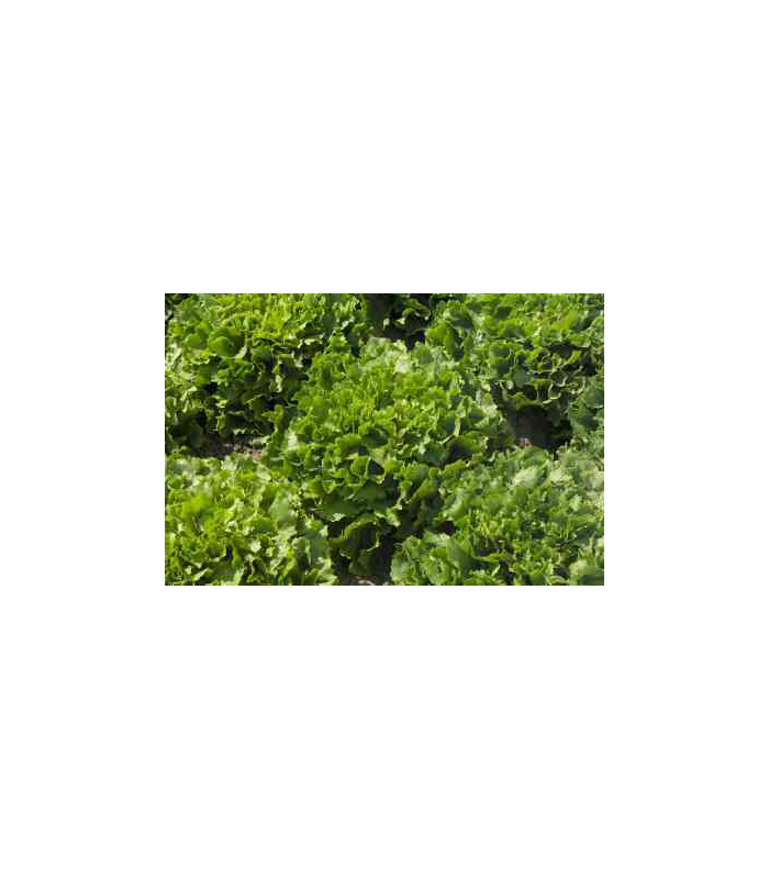 escarola-ecologica-unidad