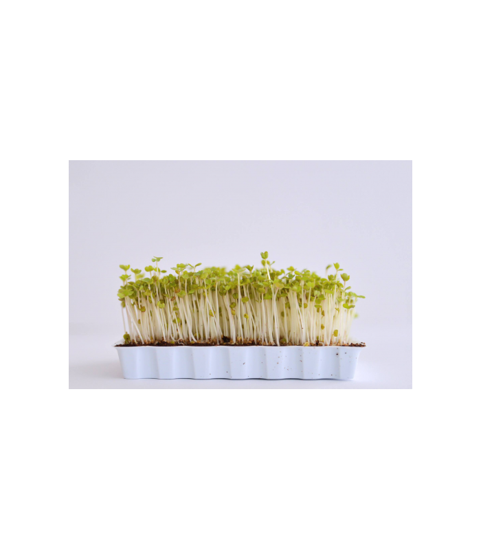 germinado-brecol-bandeja-50g