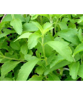 estevia-hoja-cortada-25g-bioartesa