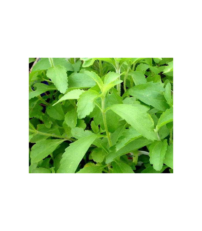 estevia-hoja-cortada-25g-bioartesa