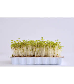 germinado-puerro-bandeja-40g