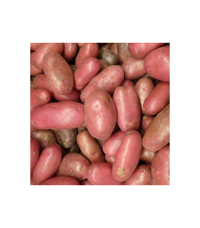 patata-roja-ecologica-kg