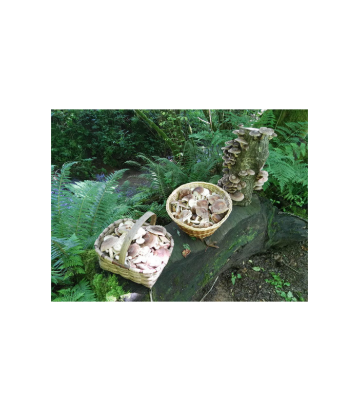 seta-shiitake-de-bosque-eco-200g