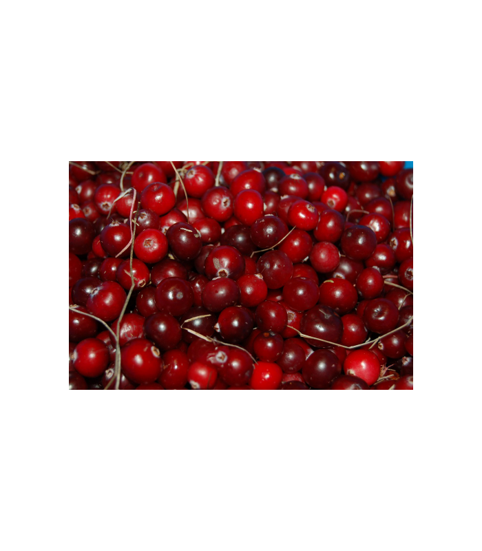 arandanos-rojos-bio-100g