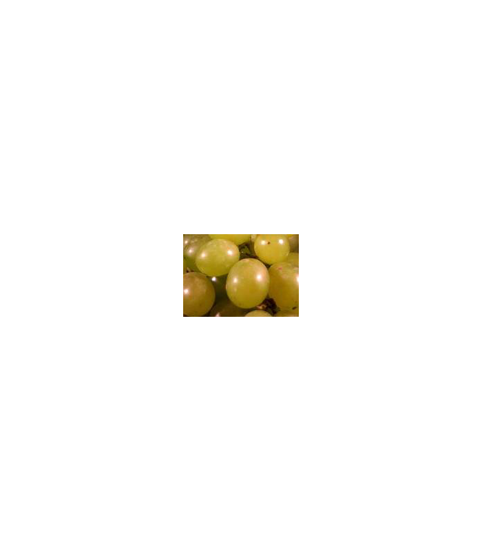 uva-blanca-sin-pepitas-ecologica-500g