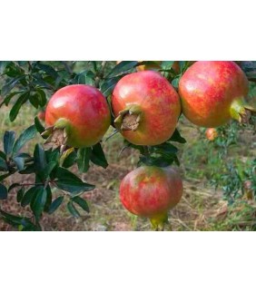 GRANADA ECOLOGICA 500g
