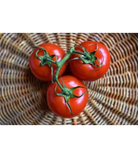 TOMATE EN RAMA ECOLOGICO 500g