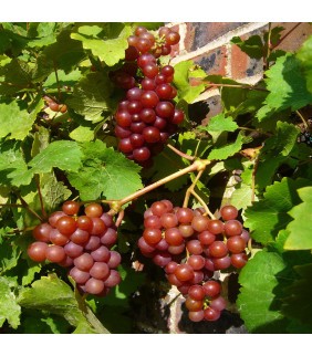 UVA ROJA ECOLOGICA 500g