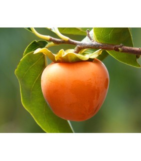 CAQUI ECOLOGICO 500g