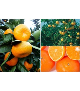 MANDARINA PRIMOSOLE...