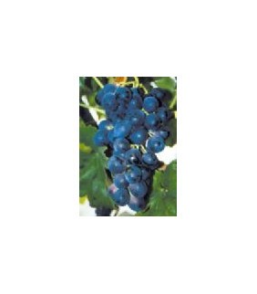 UVA NEGRA ECOLOGICA 500g