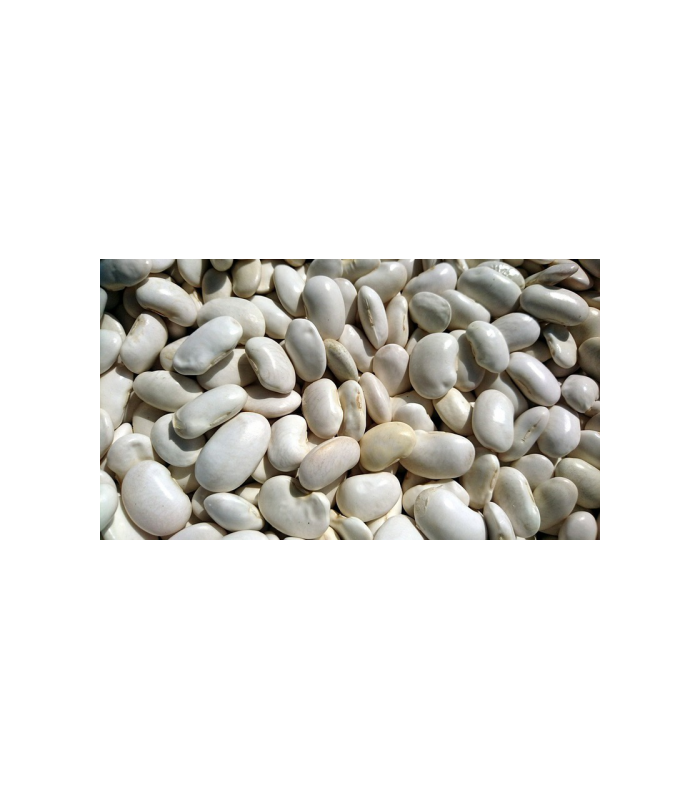 alubia-blanca-arrocina-ecologica-500g