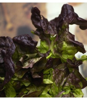 LECHUGA HOJA DE ROBLE...