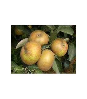 MANZANA REINETA ECOLOGICA 500g