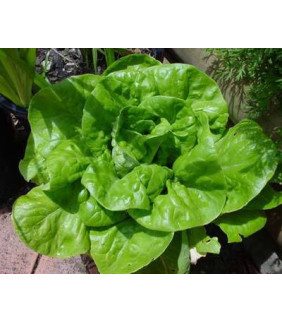 LECHUGA BATAVIA ECOLOGICA...