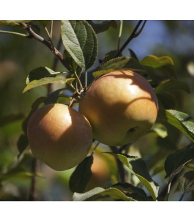 MANZANA FUJI ECOLOGICA 500g