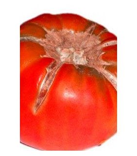 TOMATE FEO ECOLOGICO 500g